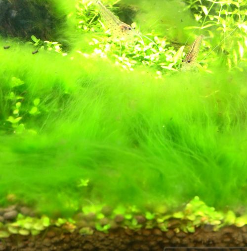 遮光で頑固な緑藻を一掃する アクアリウムの始め方