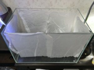 ガラス水槽に付いた白い汚れを綺麗にする方法を実践してみた アクアリウムの始め方
