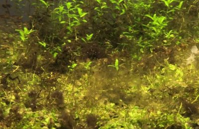 水槽内の茶ゴケ 珪藻 の発生原因と対策を徹底追及 アクアリウムの始め方